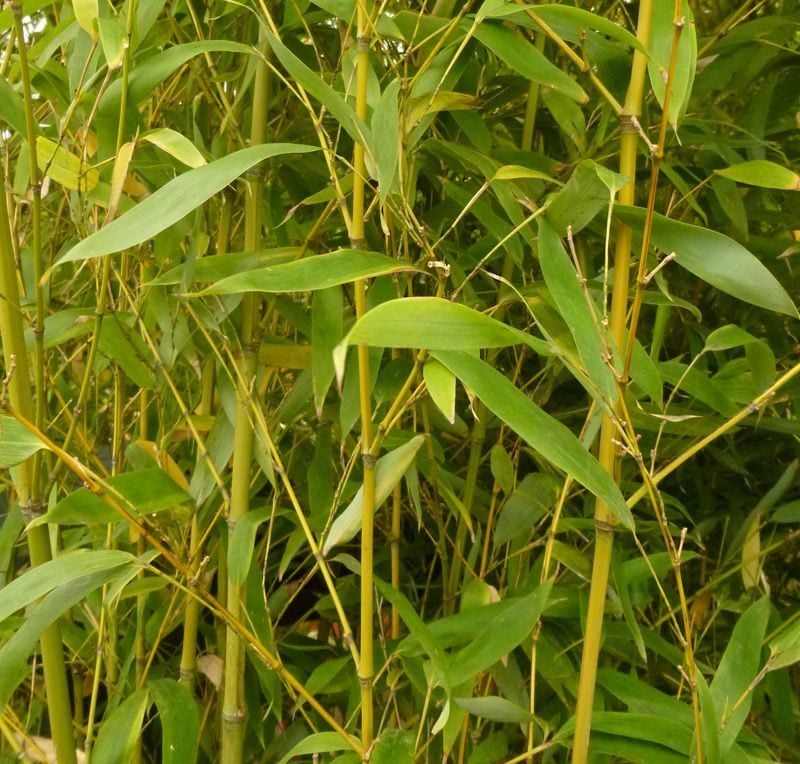 bambus im kübel grun