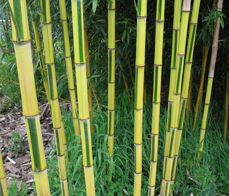 bambus im kübel betrachtungsvoll