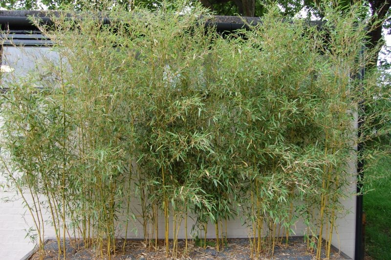 bambus im kübel preise 