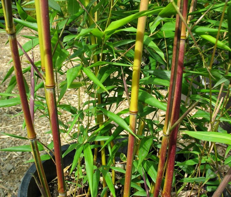 bambus im kübel toll