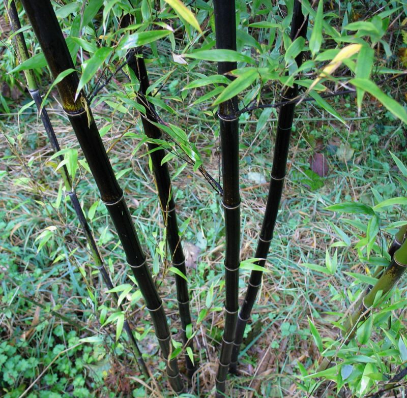 bambus im kübel preis