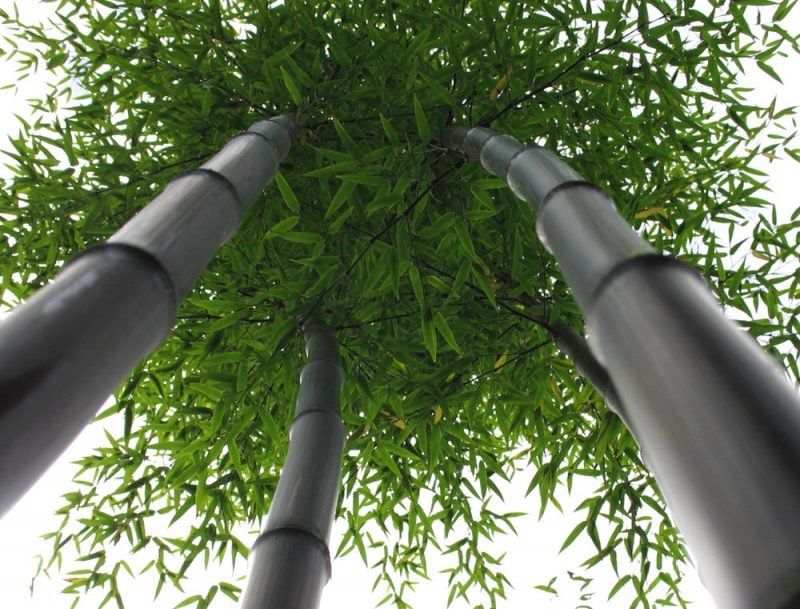 bambus im kübel hoch