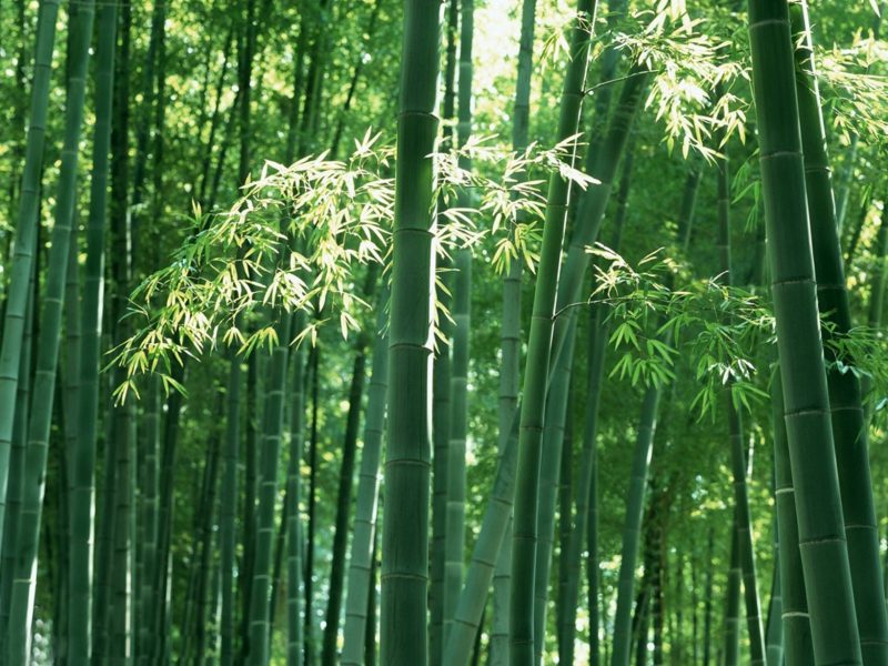 bambus im kübel wald