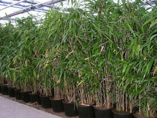 bambus im kübel kosten