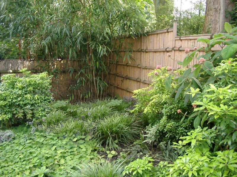 bambus im kübel im garten