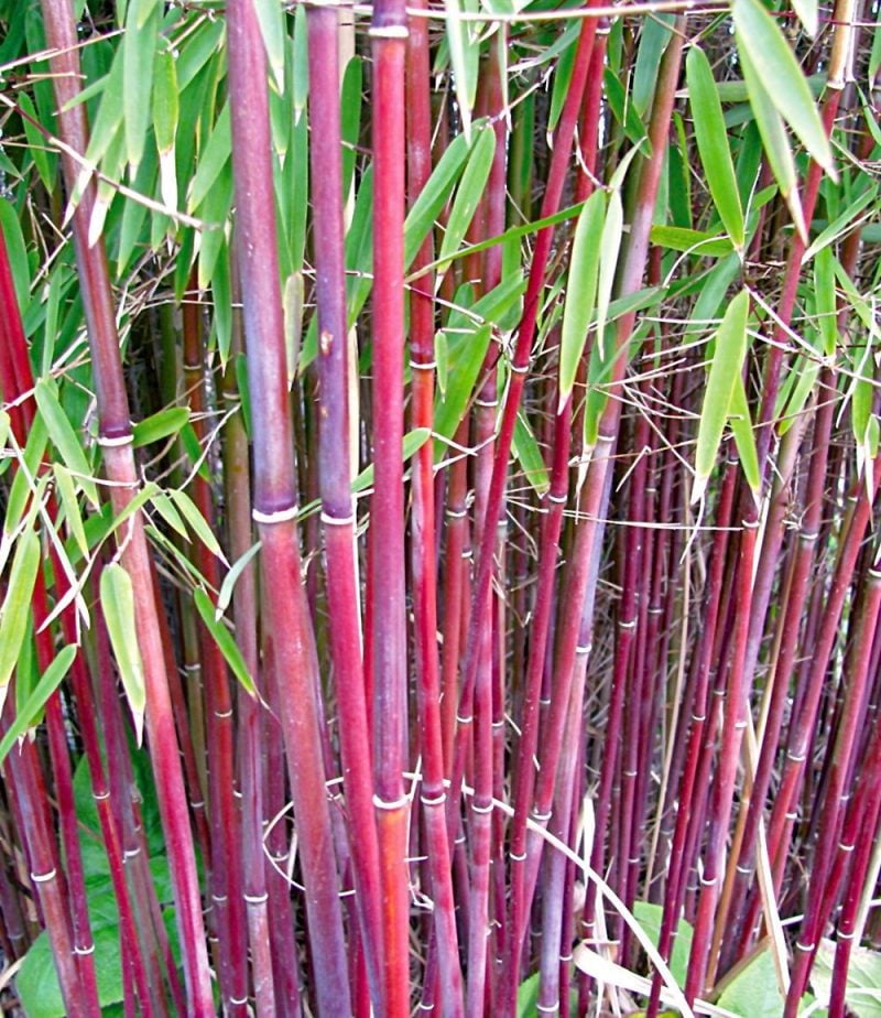 bambus im kübel rot
