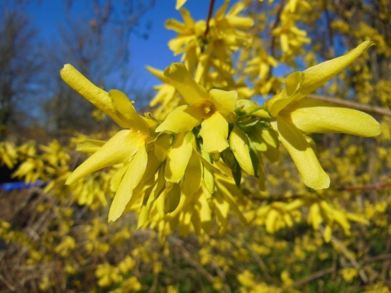 Strucher Und Straucharten Gartentreffpunkt