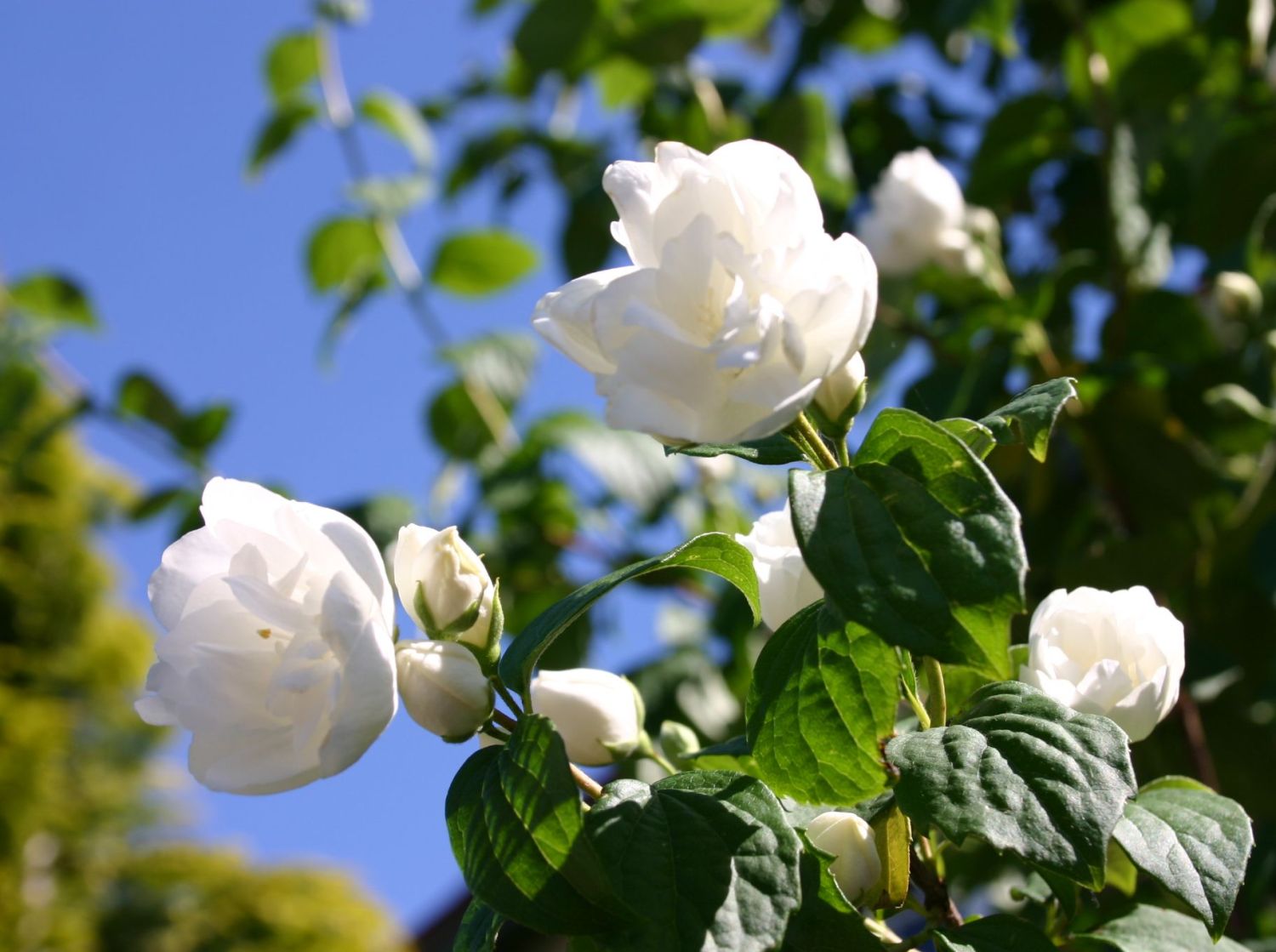 Gartensträucher 13 bezaubernde Arten und Pflegehinweise