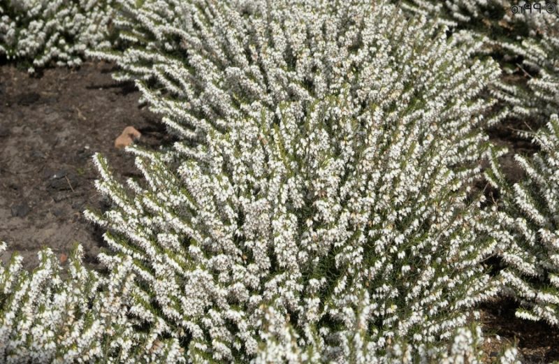 gartenstraucher winterblühend 