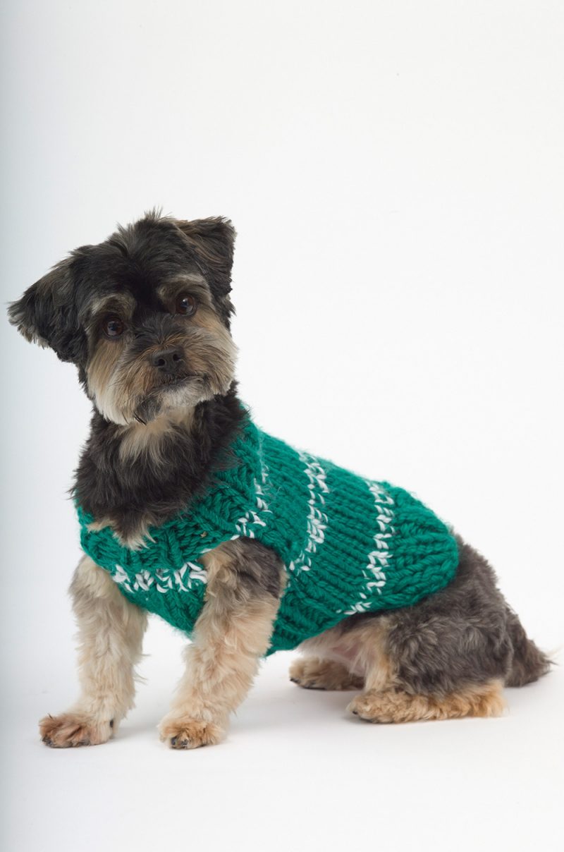 Schützen Sie Ihren Hund vor der Kälte, wenn Sie ein Hundepullover stricken 