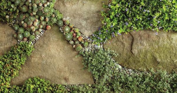 Wozu klassische Bodendecker? - Garten, Haus & Garten - ZENIDEEN
