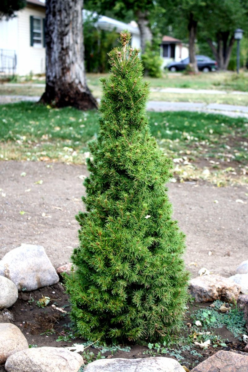 Immergrüne Bäume Differenzierung Garten, Gartenarbeit