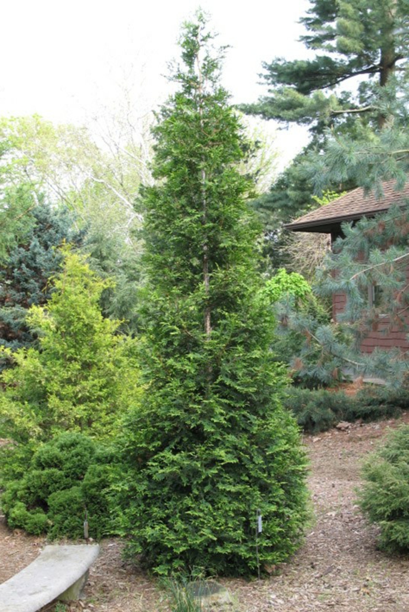 Immergrüne Bäume - Differenzierung - Garten, Gartenarbeit