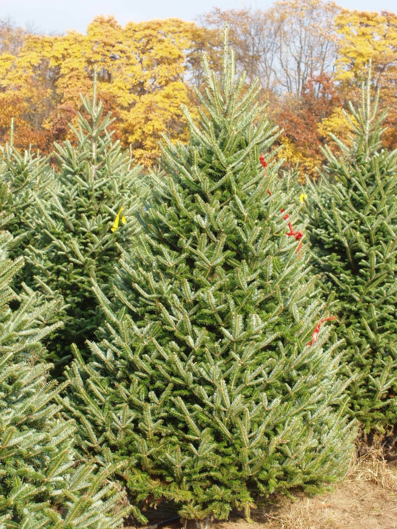 Immergrüne Bäume - Differenzierung - Garten, Gartenarbeit