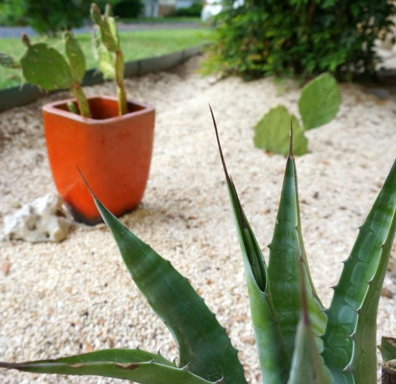 Kisgarten anlegen: Die idealen Pflanzen sind Kaktuse 