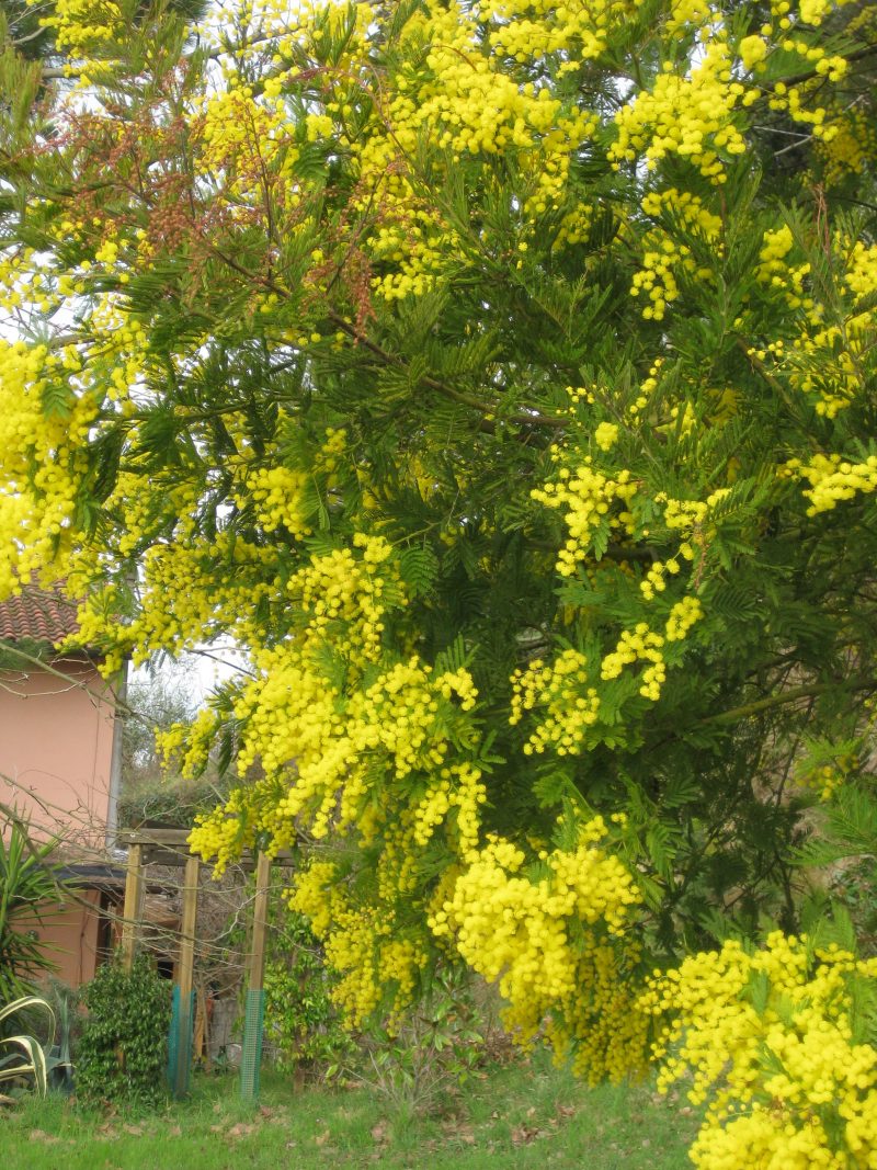 mimose kaufen hoch