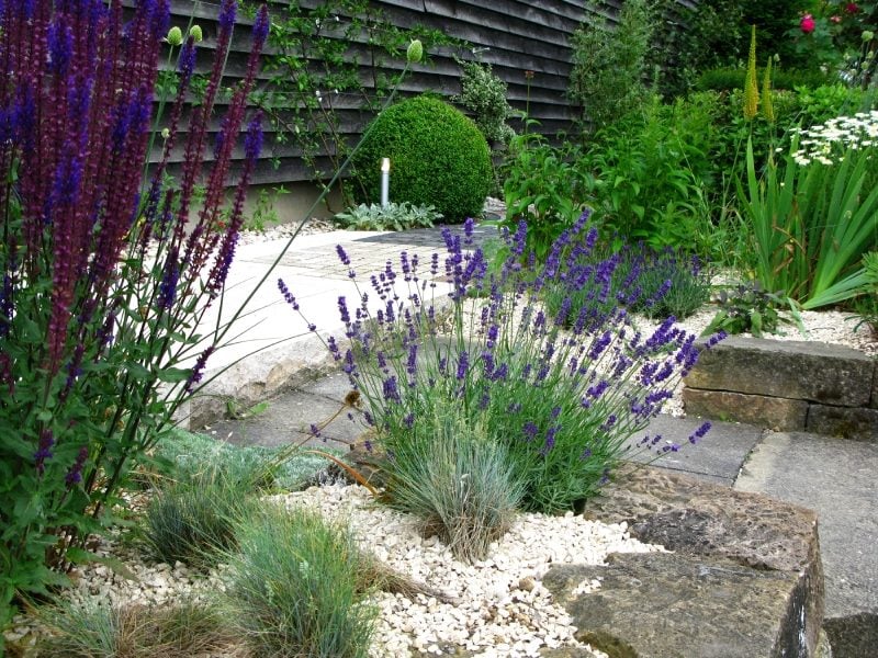 pflanzen fur steingarten lila lavendel mit schönem duft 