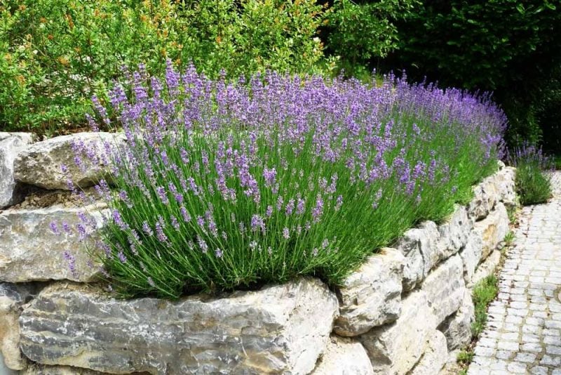 pflanzen fur steingarten lavendel mit purpuren farben 