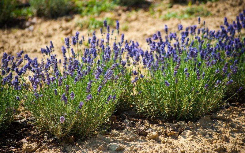 pflanzen fur steingarten zarter lavendel an sonnigem ort 