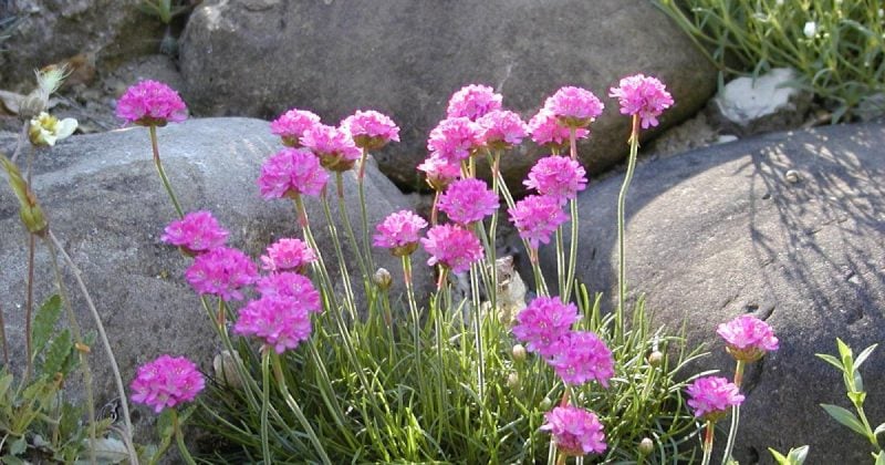 pflanzen fur steingarten rosa grasnelken wirken erfrischend 