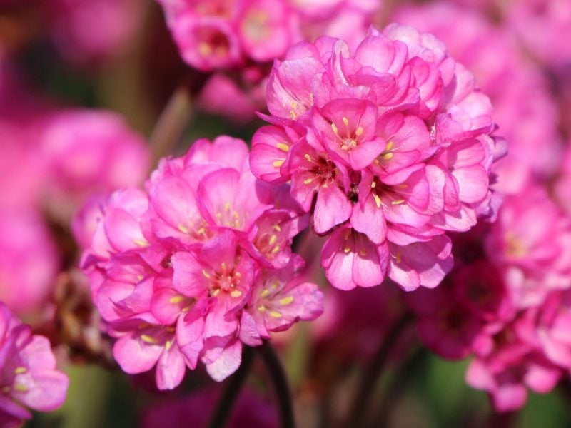 pflanzen fur steingarten grasnelken in rosa sehen in allen jahreszeiten schön 
