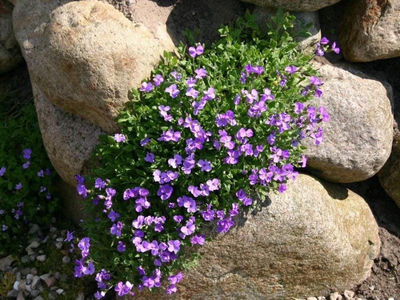 pflanzen fur steingarten purpurfarbige blaukissen an einem sonnigen ort 