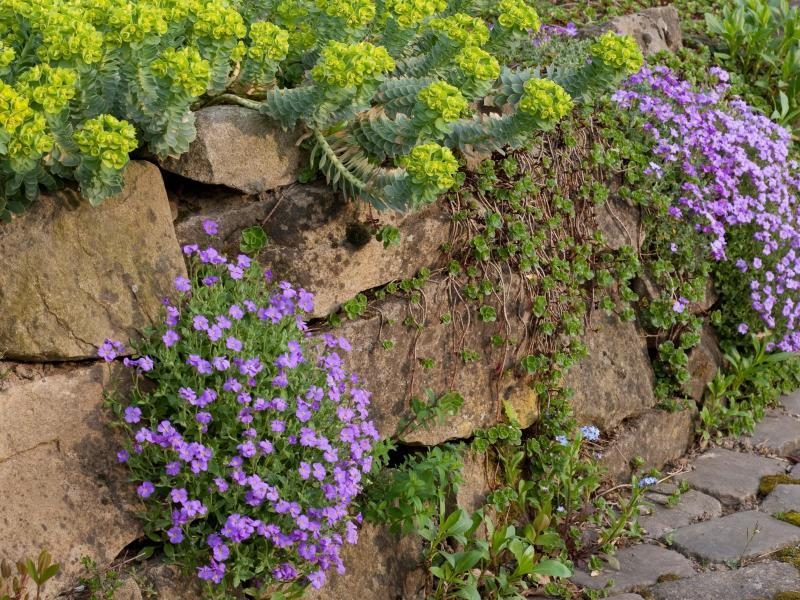 Pflanzen für Steingarten Blaukissen kommen gut mit den mageren Böden zurecht