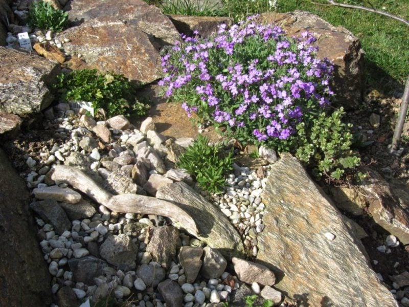 pflanzen fur steingarten blaukissen mit anderen buschen kombiniert 