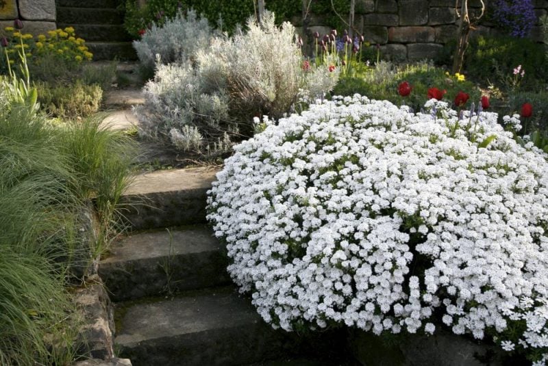 pflanzen fur steingarten weiße schleifenblumen wie im wintermärchen