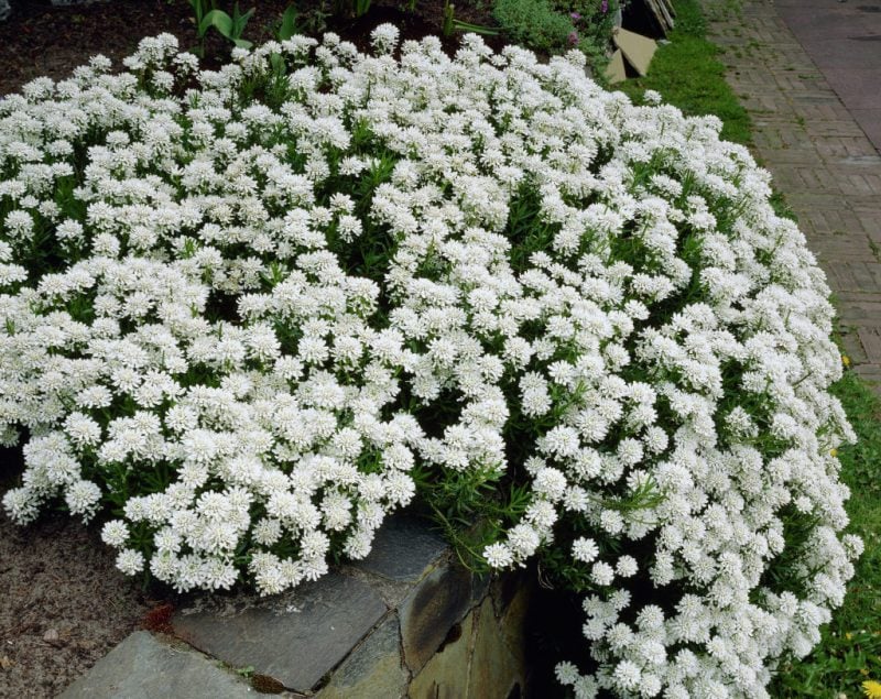 pflanzen für steingarten weiße buschige schleifenblumen 