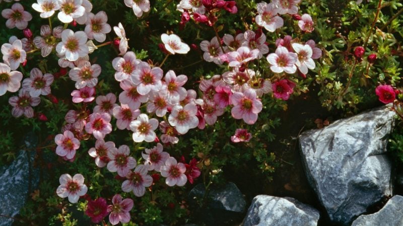  pflanzen für steingarten steinbrech mit hübschen Blüten