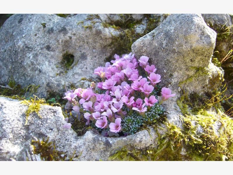 pflanzen fur steingarten steinbrech alpiner herrkunft 