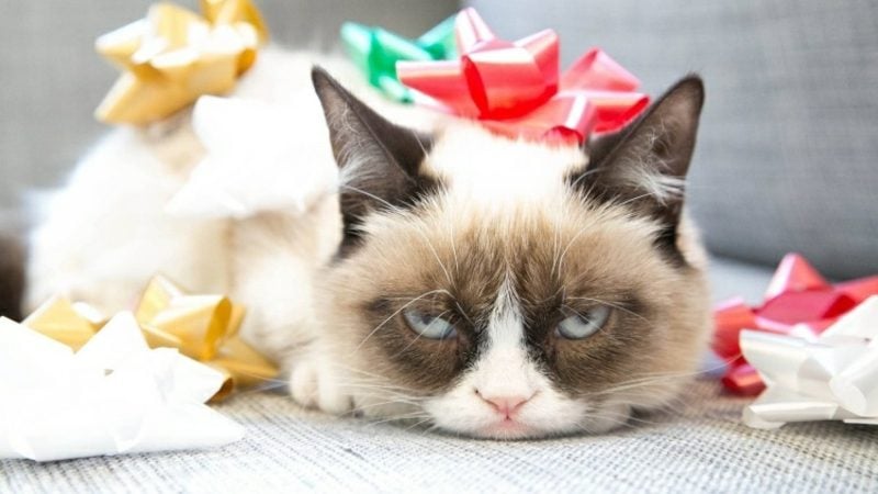 lustige Gruβkarten Geburtstag Katze verpackt