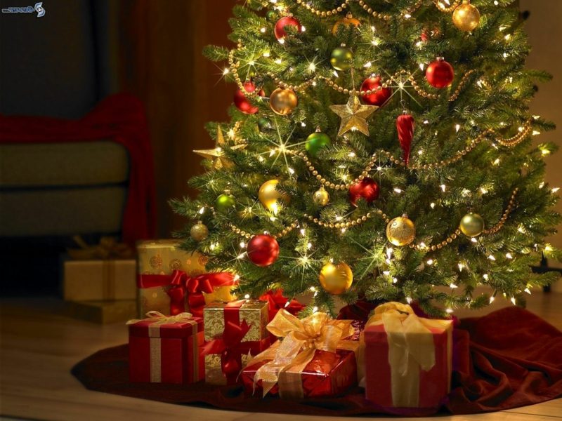 Weihnachtsbäume kaufen praktische Tipps