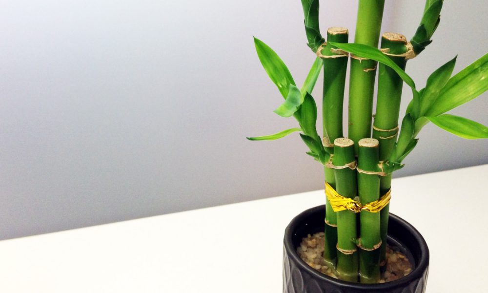 Wie pflege ich Glücksbambus richtig? - Garten - ZENIDEEN