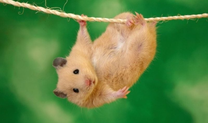 Tierbilder als lustige Gruβkarten Hamster und Seil