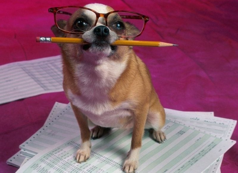 Tierbilder als lustige Gruβkarten Hund als Student