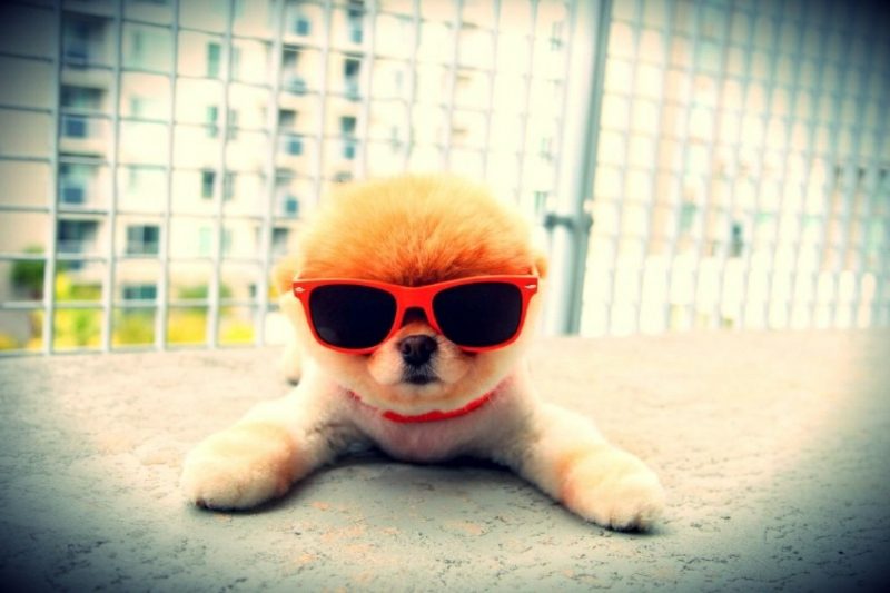 Hund mit Sonnenbrillen Tierbilder als lustige Gruβkarten