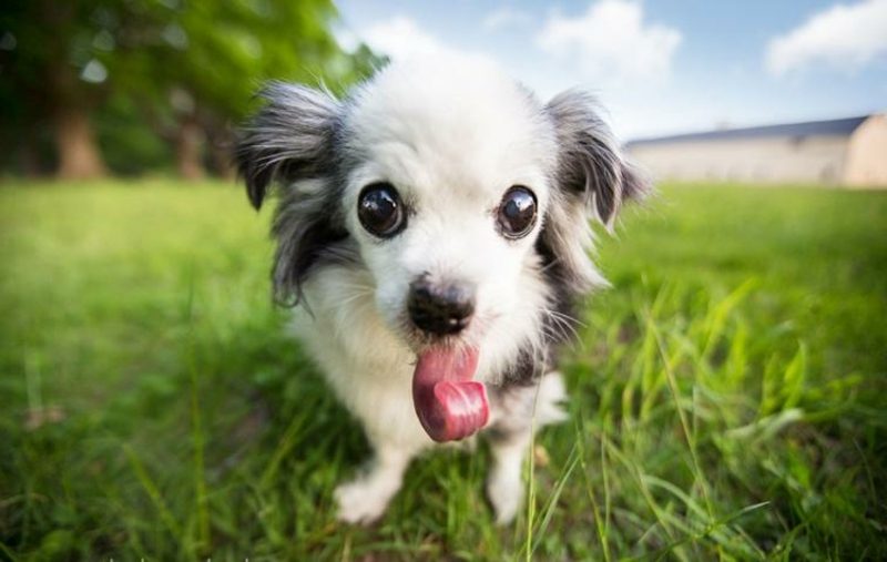 Tierbilder als lustige Gruβkarten Hund mit langer Zunge