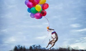 lustige Geburtstagskarte Hund mit Ballonen
