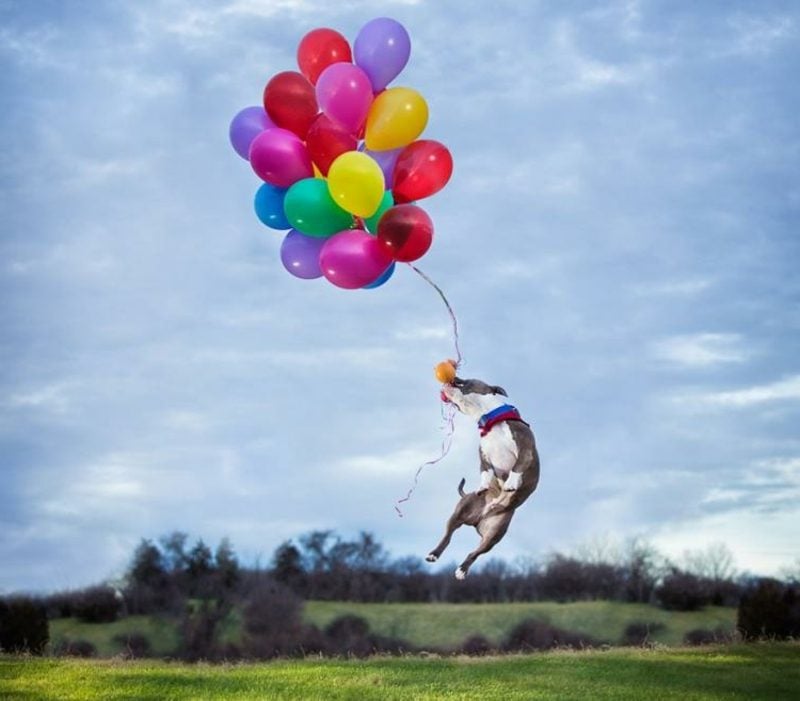 lustige Geburtstagskarte Hund mit Ballonen
