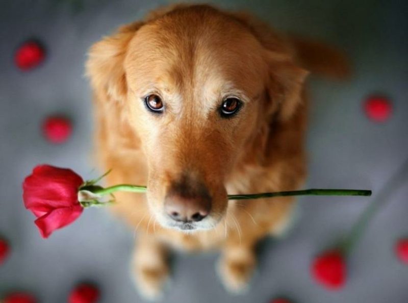 Hund mit Rose humorvolle Gruβkarten