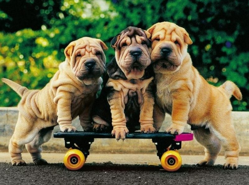 lustige Gruβkarten drei Hunde und Skateboard