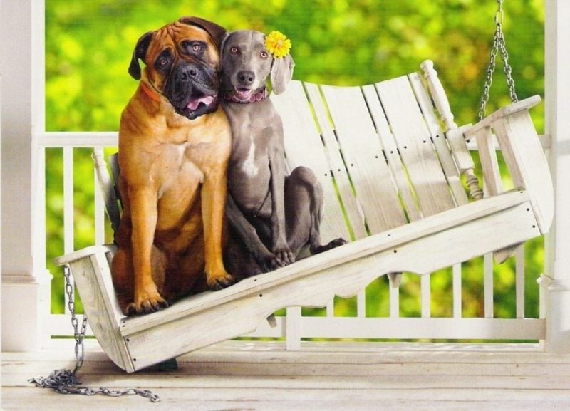 zwei Hunde als Liebespaar humorvolle Gruβkarten 