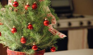 Weihnachtsbaum im Topf - Vorteile und Pflege Tipps