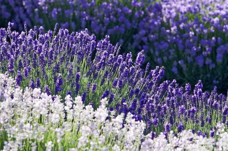 Lavendel im Garten notwendige Pflegen