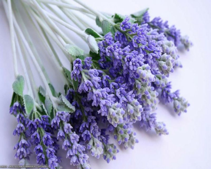 Lavendel zarte Blühten in Lila