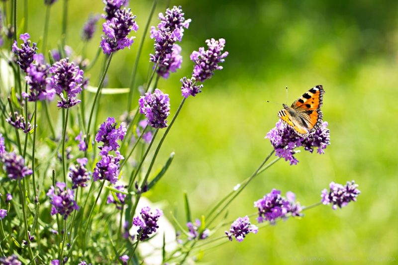 Lavendel Duftpflanze Schmetterling