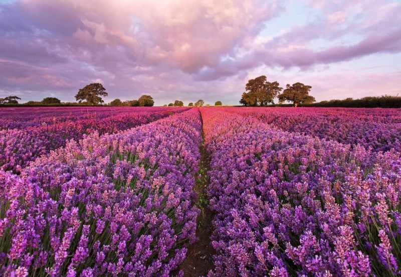 Lavendelfeld zauberhafter Look 