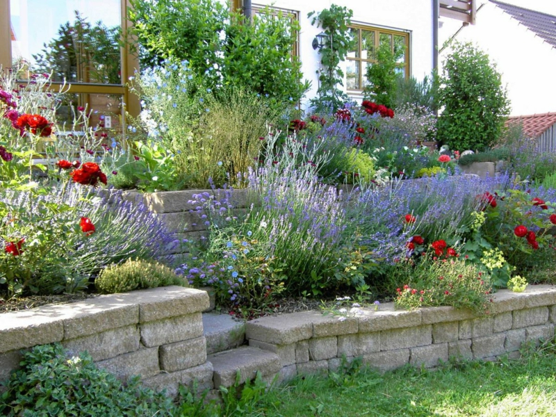 Lavendel schneiden wichtige Pflegetipps für die schöne Duftpflanze